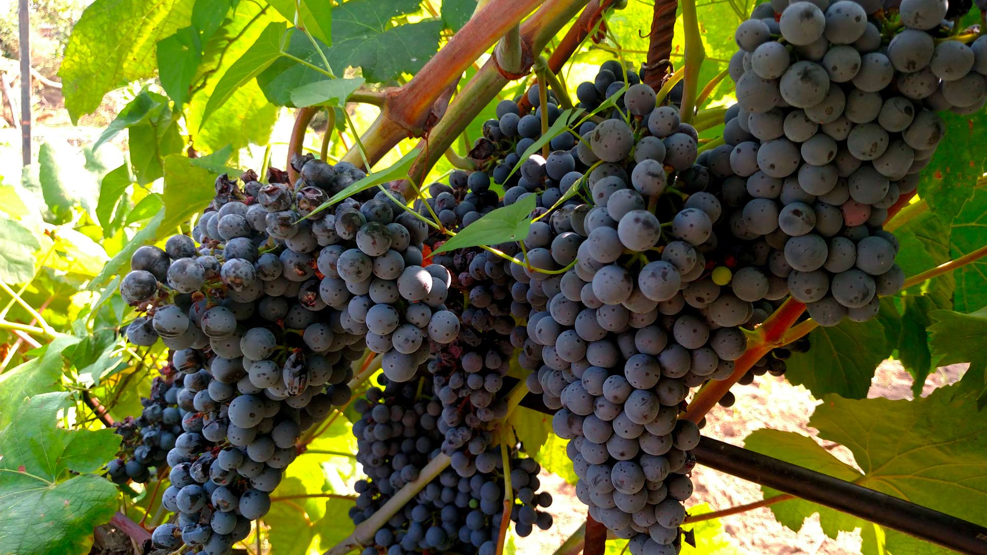 Wine Tasting Palermo A' Cuncuma Restaurant